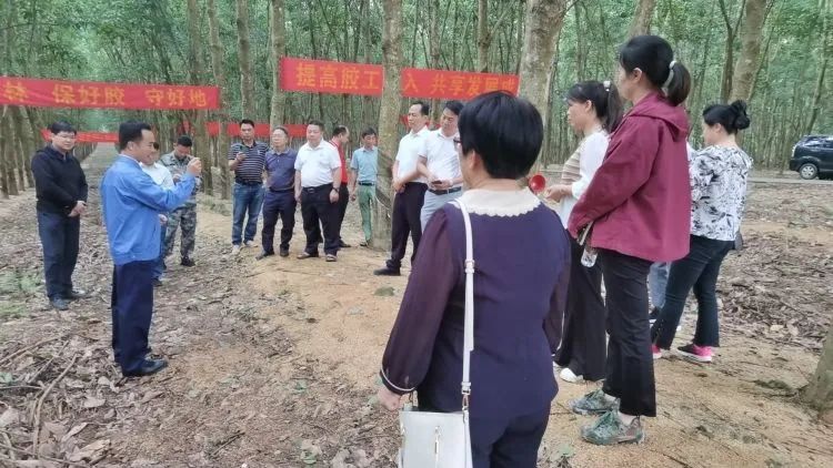 全國(guó)割膠冠軍張健給各單位學(xué)員做標(biāo)準(zhǔn)化膠園建設(shè)及割膠技術(shù)的經(jīng)驗(yàn)介紹。.jpg